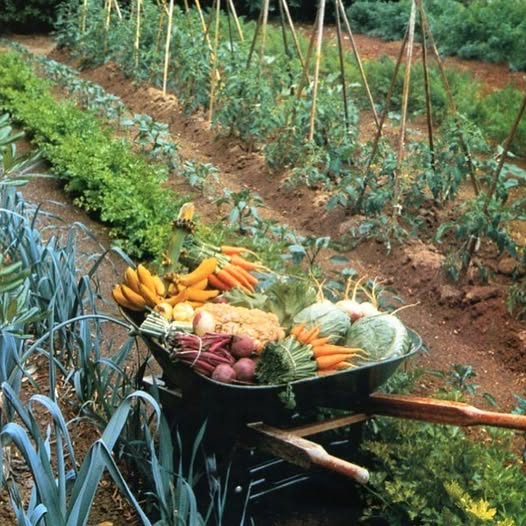 Growing and cooking home-grown vegetables