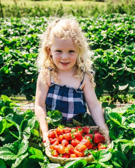 Berry picking