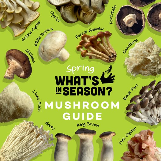 Tasmanian mushroom guide and recipes