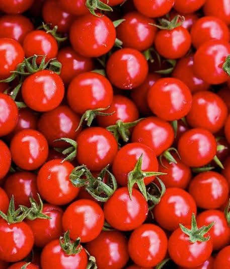 Tomato planting seasonal gardening tip