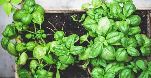 Summer herbs guide
