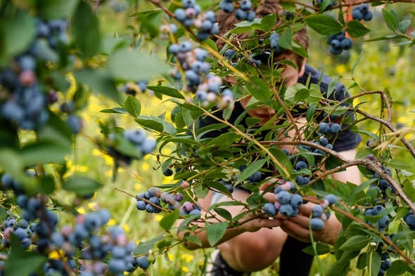 Old Beach Berries Producer Profile