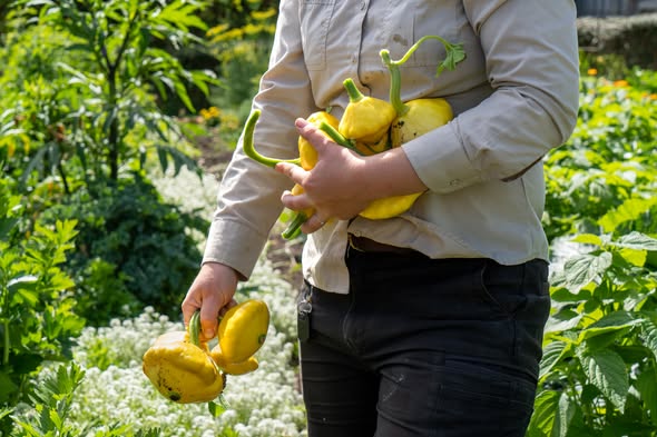 Squash Seasonal Recipe and Garden Story