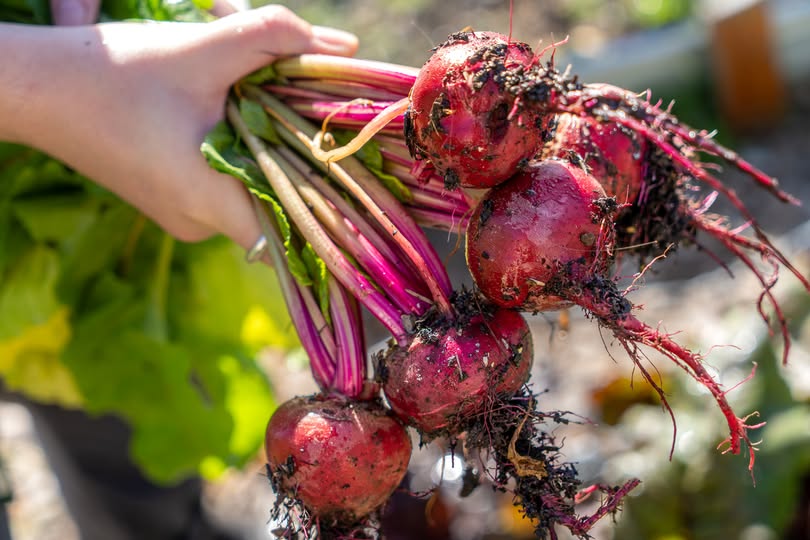 Winter Beetroot Seasonal Guide